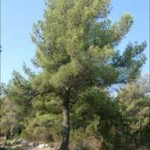 Pinus alepensis.